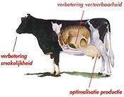 Diamond V XP met mineralen.