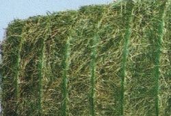 Lucerne (alfalfa)