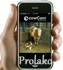 Cow-Cam Draadloos opserveren