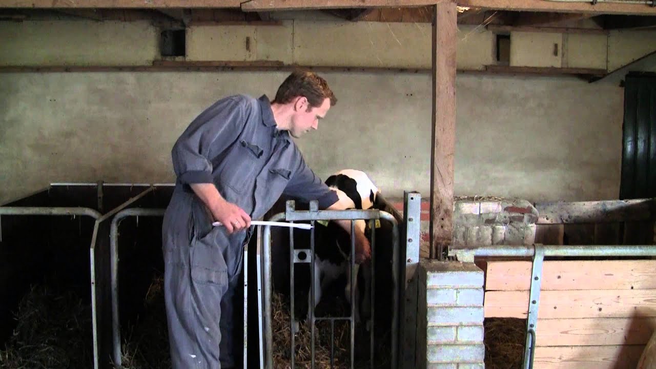 Excellent Ener Bolus Schaap & Geit - afbeelding 2