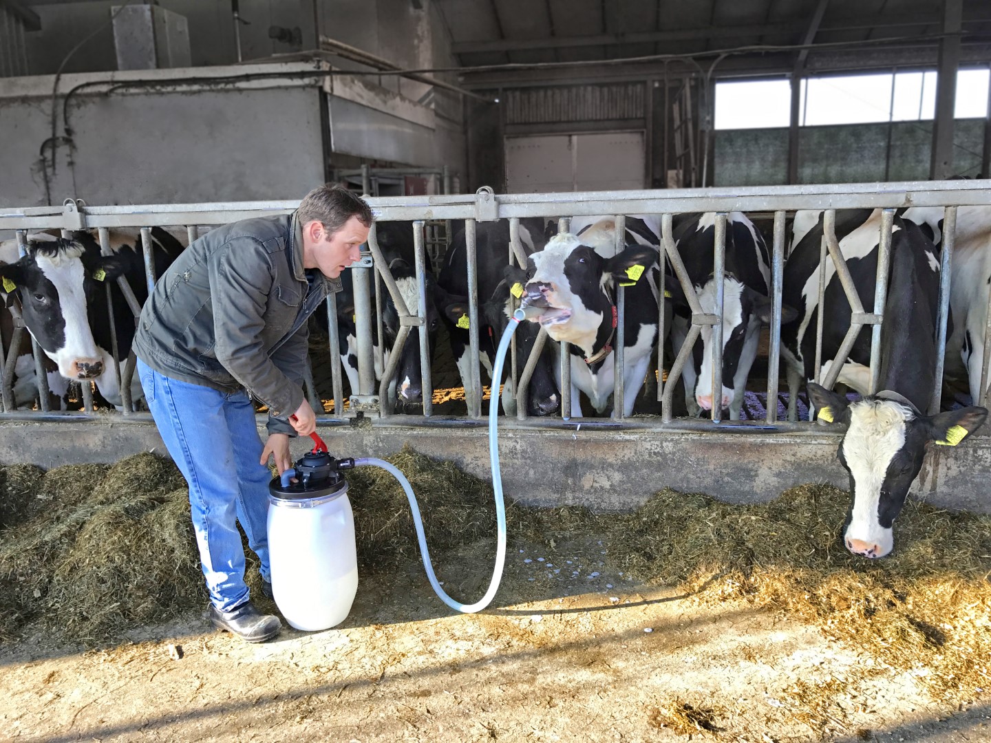 Excellent Cow Drencher - afbeelding 3
