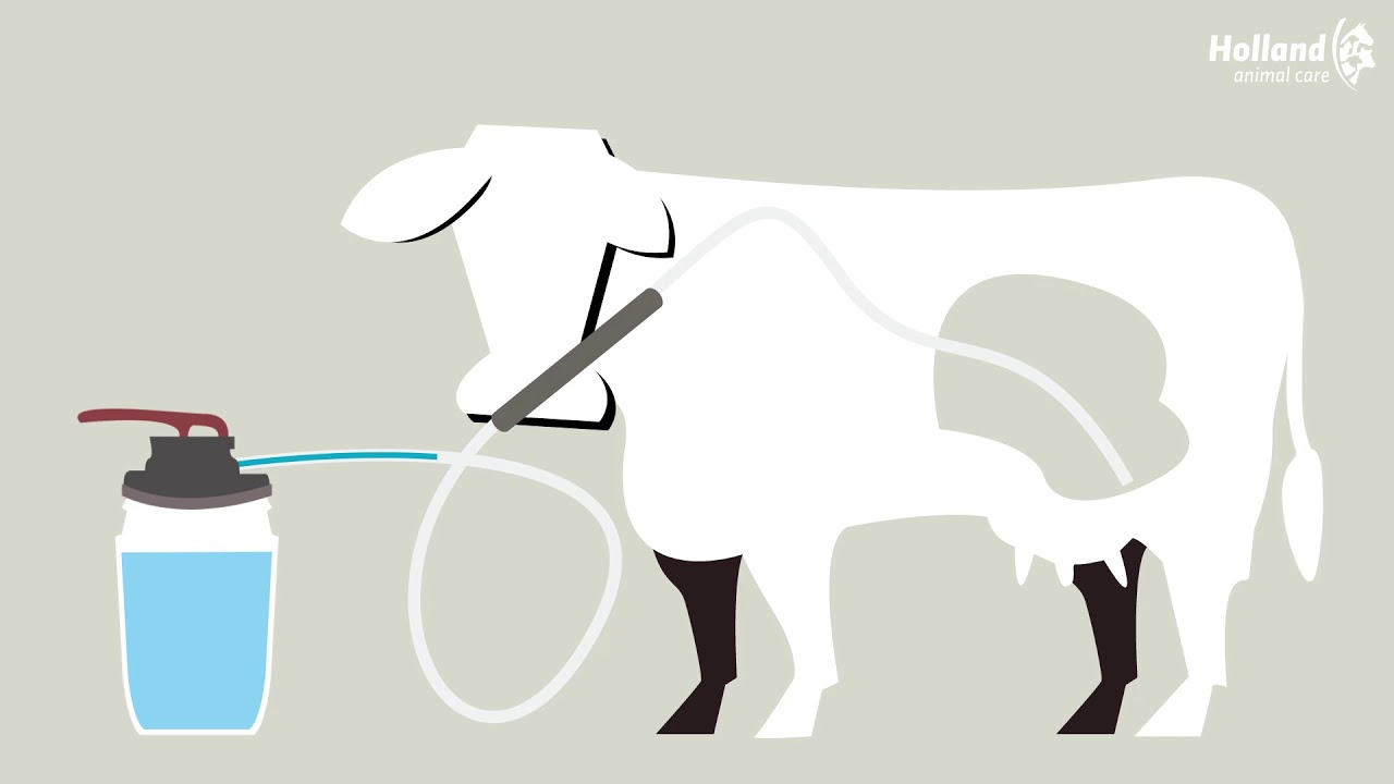 Excellent Cow Drencher - afbeelding 4