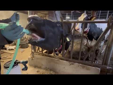 Excellent Cow Drencher Drill Driven - afbeelding 2