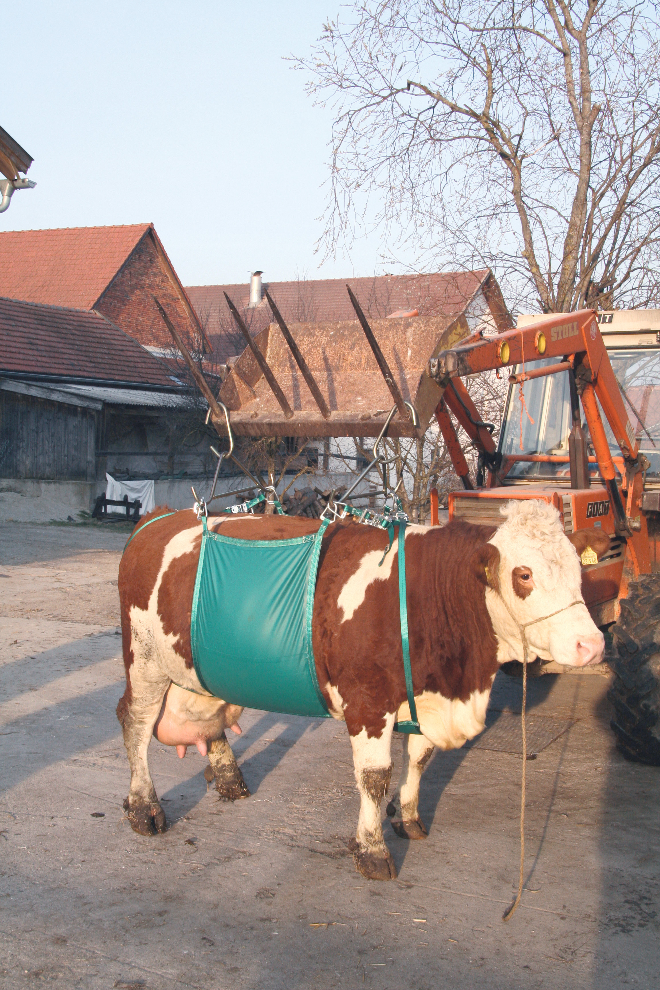 Koelifter - afbeelding 2