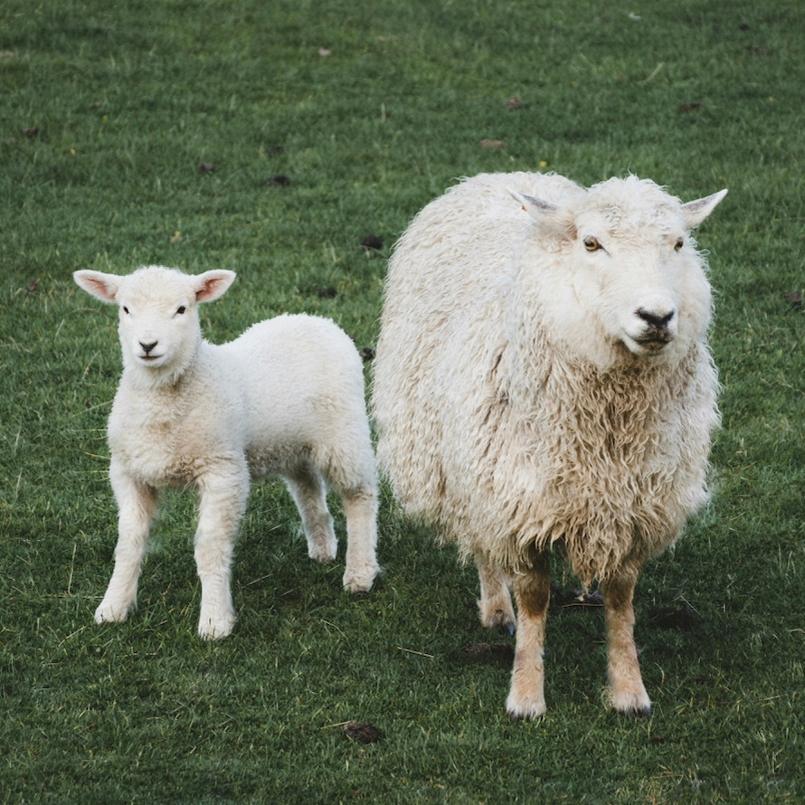 *  Geit / Schaap  *