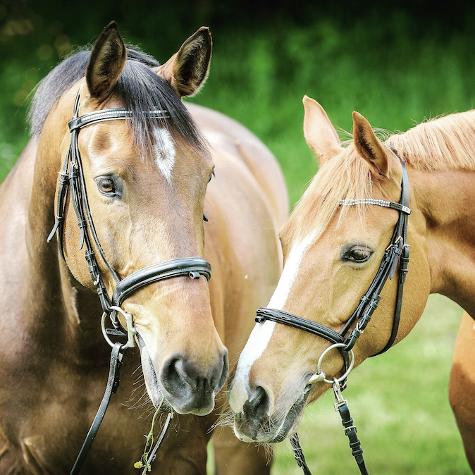 *  Paarden  *