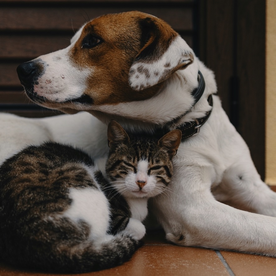 *  Hond / Kat  *