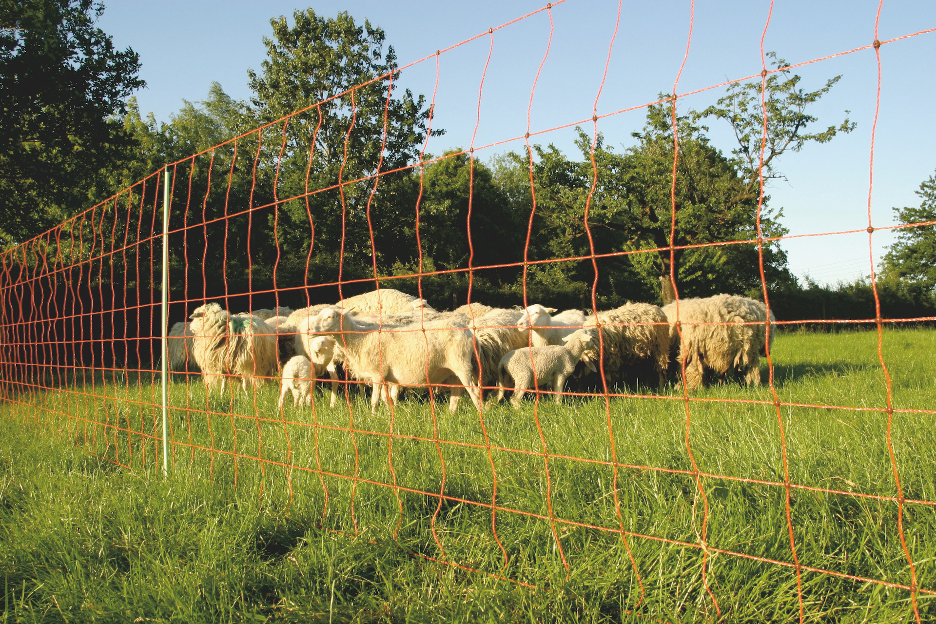 Euro-Netz Combi 106 cm dubbelpunt - afbeelding 2