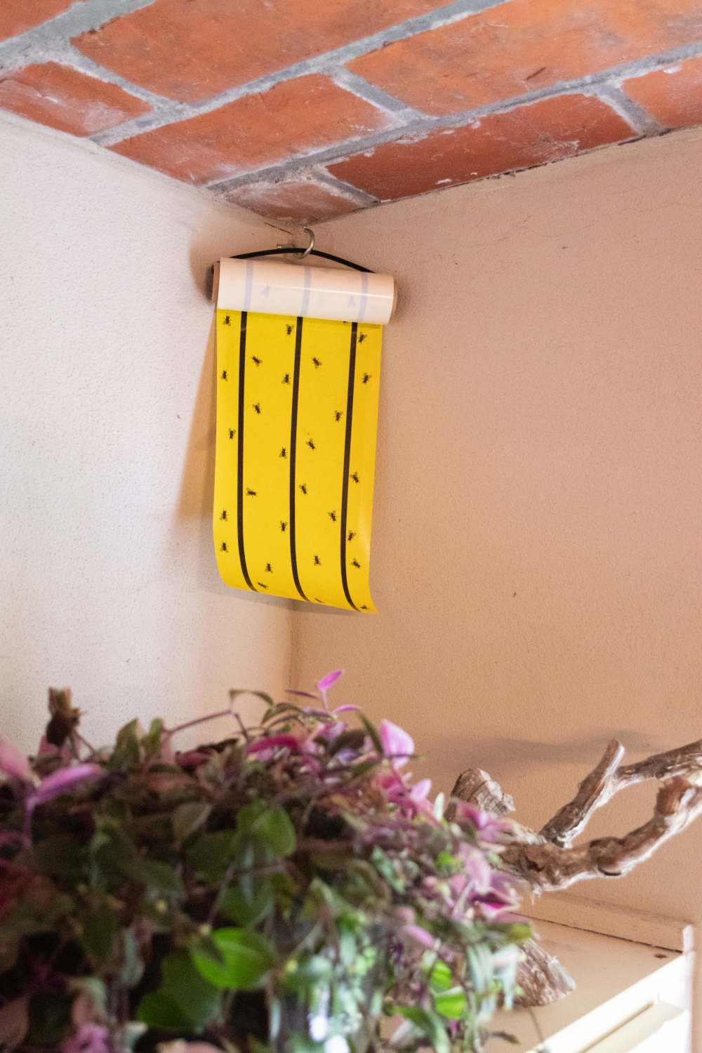 Knock Pest Vliegenkleefrol Geel 5 m - afbeelding 5