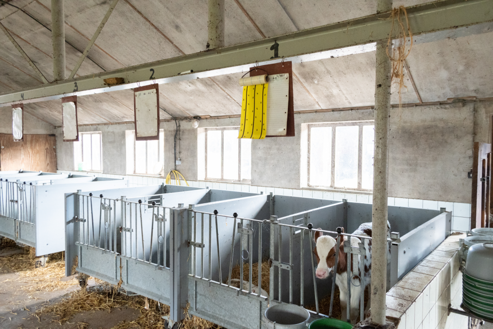 Knock Pest Vliegenkleefrol Geel 5 m - afbeelding 6