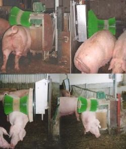 Varkens borstel