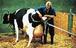 verlosapparaat Vleesvee