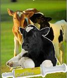 Calf Paste  (biestvervanger)