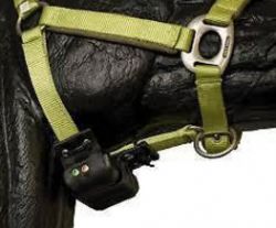 Geboorte melder Paard LITE