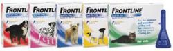 Frontline spot on dog