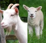 *  Geit / Schaap  *